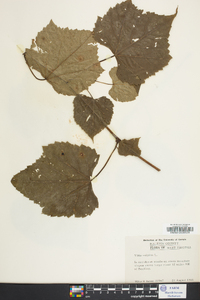 Vitis vulpina image