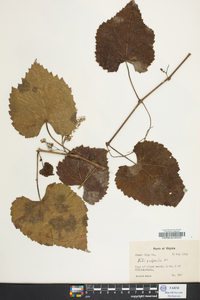 Vitis vulpina image