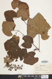 Vitis vulpina image