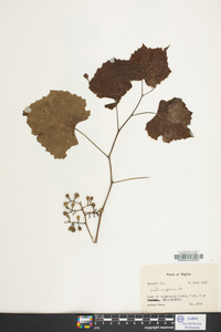 Vitis vulpina image