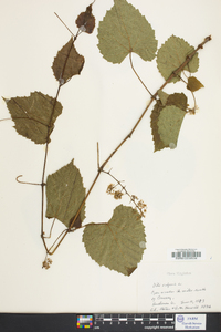 Vitis vulpina image