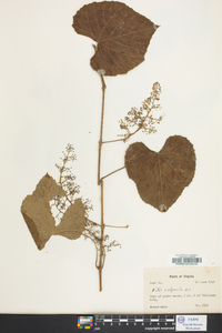 Vitis vulpina image