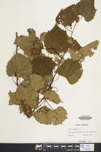 Vitis vulpina image