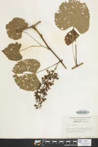 Vitis vulpina image