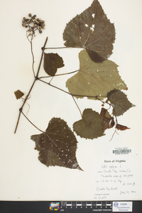 Vitis vulpina image