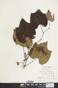 Vitis vulpina image