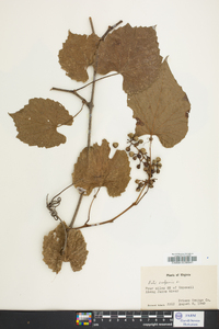 Vitis vulpina image