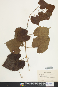 Vitis vulpina image