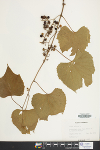 Vitis vulpina image