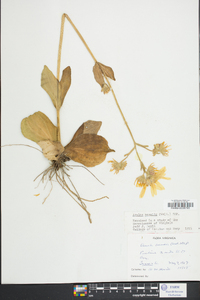 Arnica acaulis image