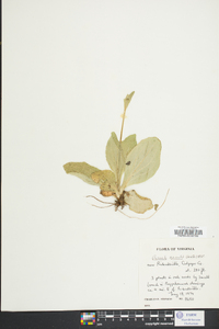 Arnica acaulis image