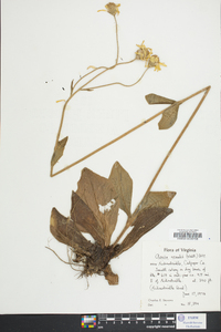 Arnica acaulis image