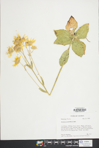 Arnica acaulis image