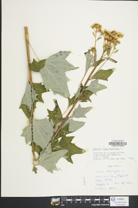 Arnoglossum atriplicifolium image