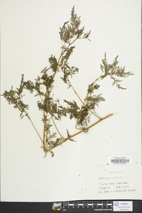 Artemisia annua image