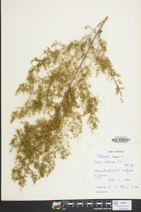 Artemisia annua image