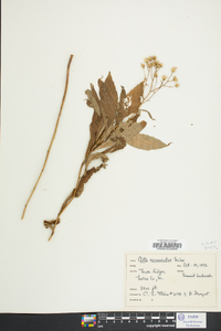 Aster acuminatus image