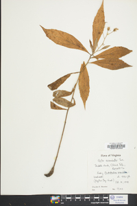 Aster acuminatus image