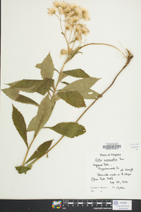 Aster acuminatus image