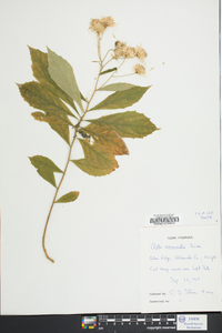 Aster acuminatus image