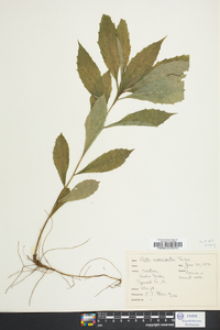 Aster acuminatus image