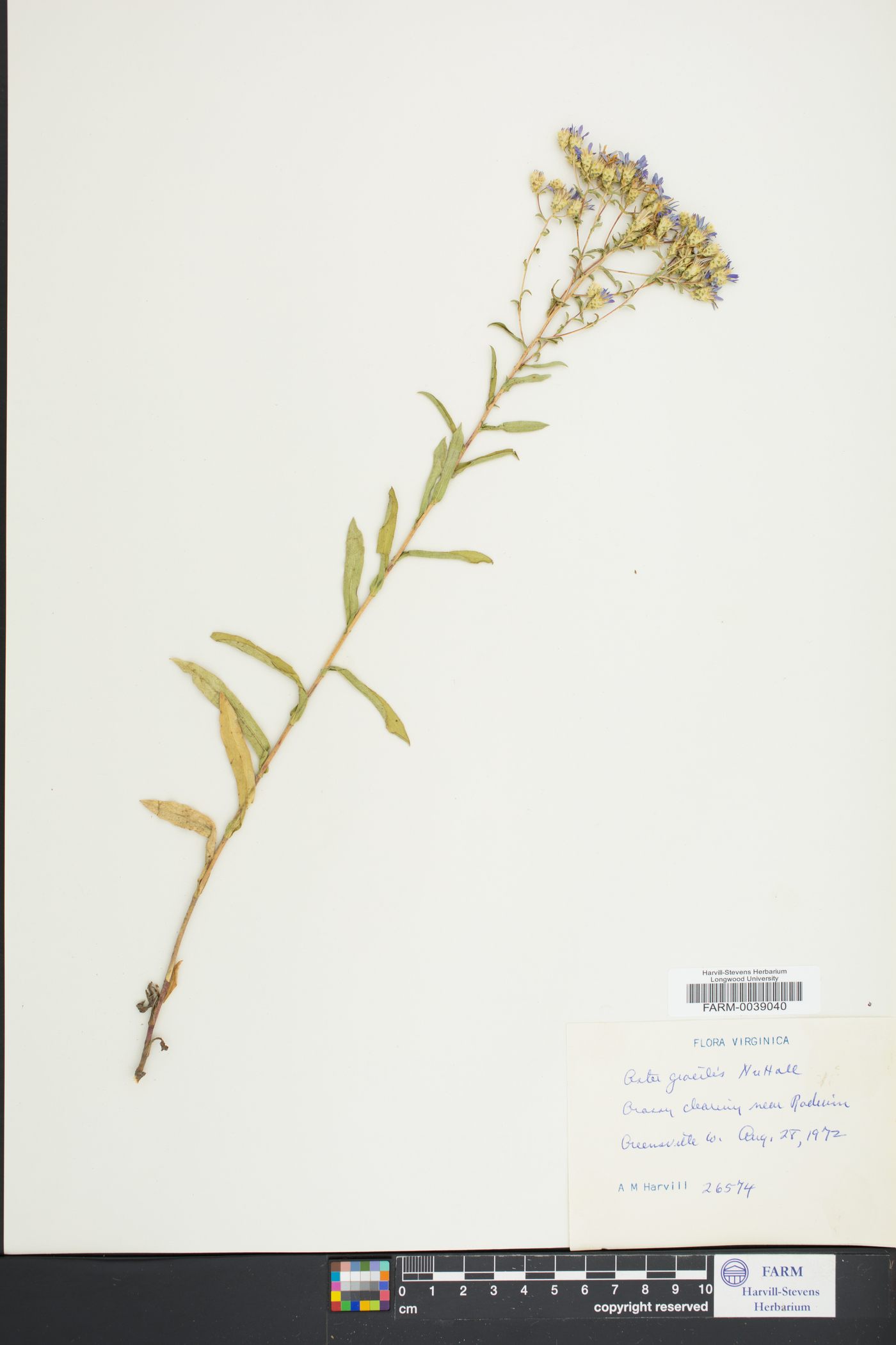 Aster gracilis image