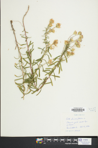 Ionactis linariifolia image