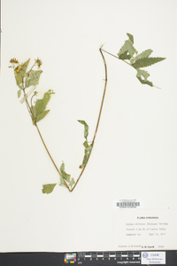 Bidens aristosa image