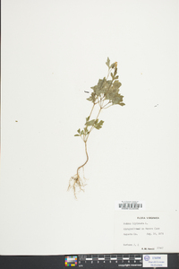 Bidens bipinnata image