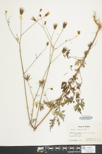 Bidens bipinnata image