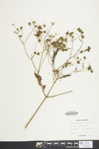 Bidens discoidea image