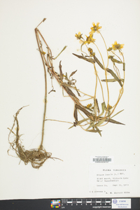 Bidens laevis image