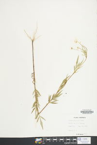 Bidens polylepis image