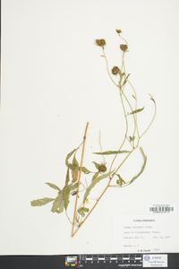 Bidens polylepis image