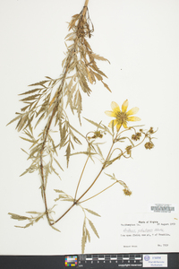 Bidens polylepis image