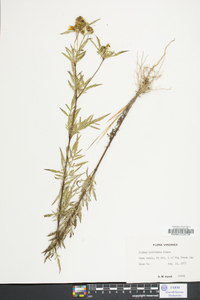 Bidens polylepis image