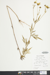 Bidens polylepis image