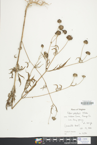 Bidens polylepis image