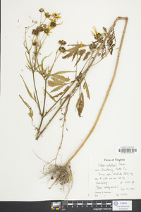 Bidens polylepis image