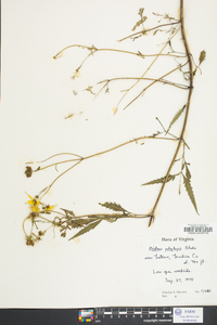 Bidens polylepis image