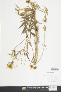 Bidens polylepis image