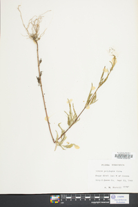 Bidens polylepis image