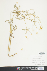 Bidens polylepis image