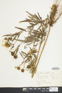 Bidens polylepis image