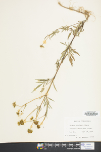 Bidens polylepis image