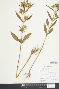 Bidens tripartita image