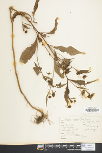 Bidens tripartita image