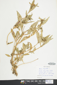 Bidens tripartita image