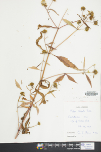 Bidens tripartita image