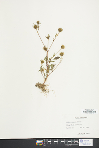 Bidens vulgata image